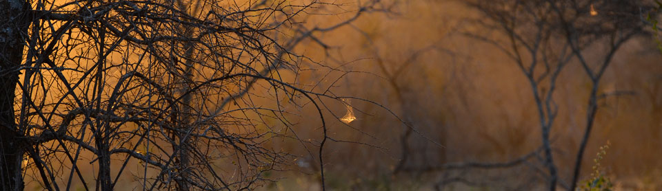 The African bush at sunrise