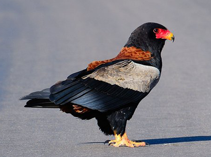 Eagle-Resize