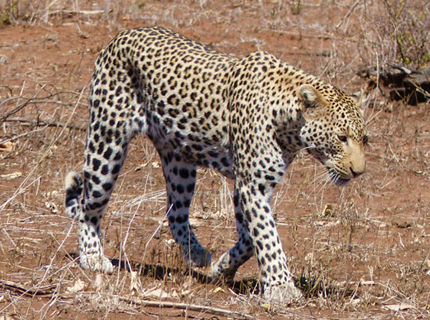 Leopard-Resize