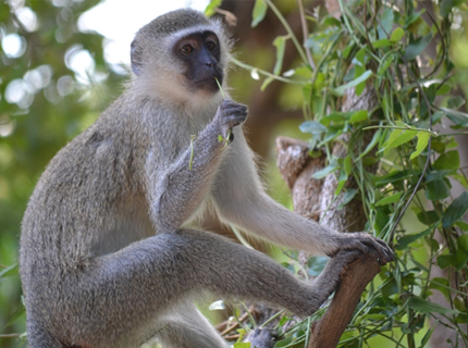 Monkey-Resize