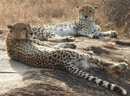 cheetahs-resize
