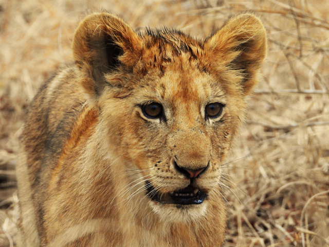 cub-resize