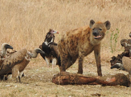 hyena-resize